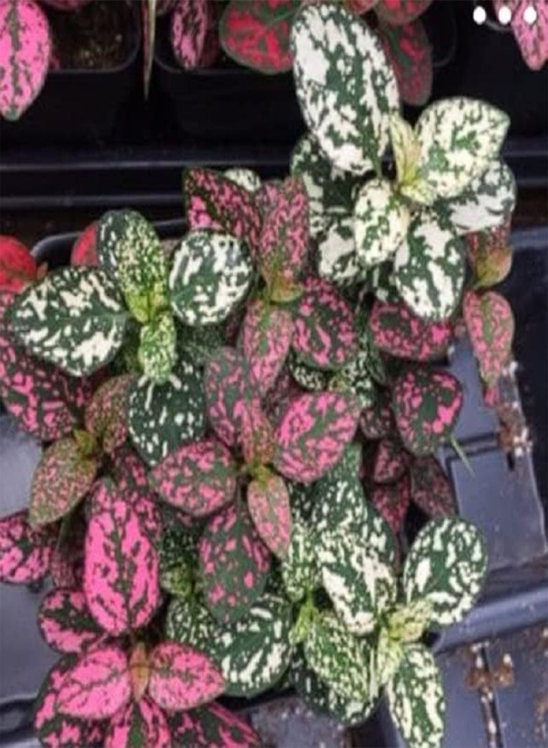 GGOOT Hypoestes Confetti Mix 20+ Seeds - Image 2