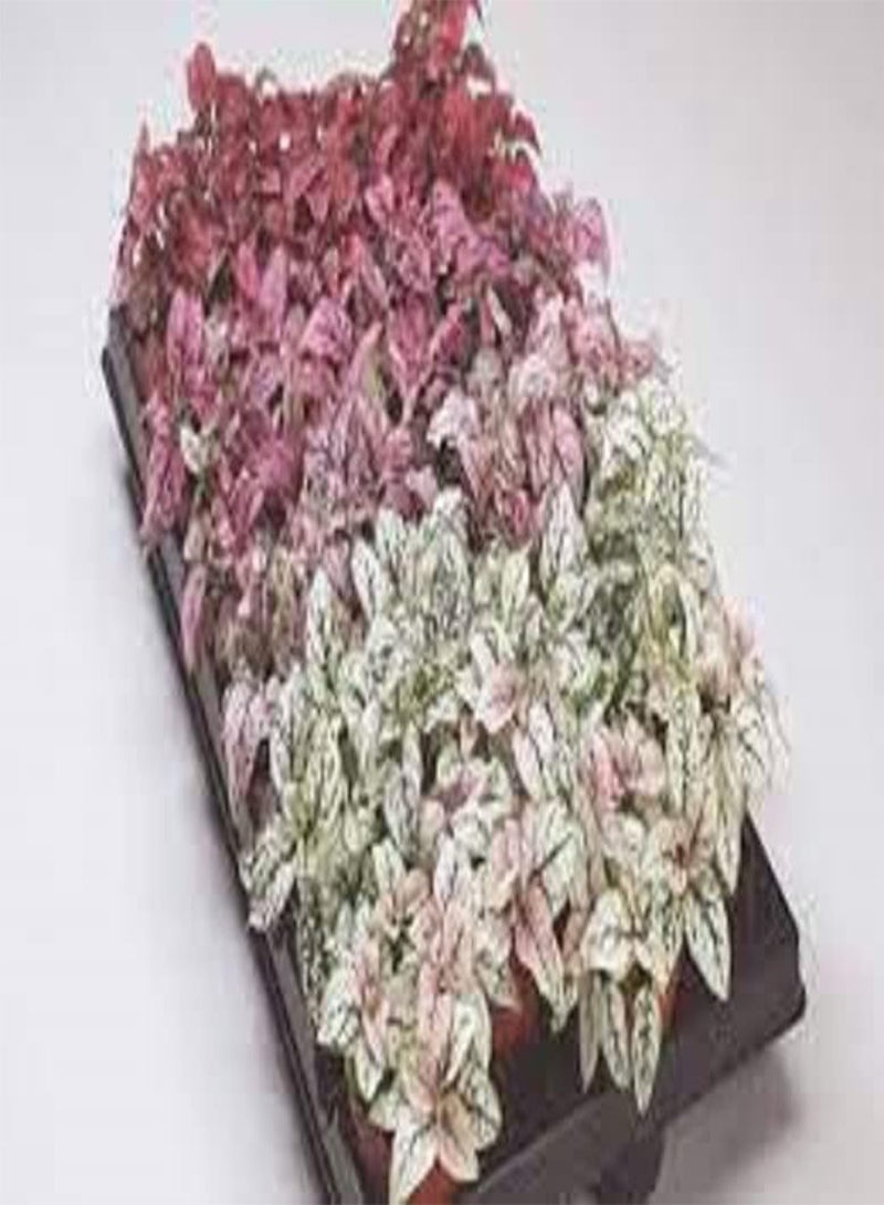 GGOOT Hypoestes Confetti Mix 20+ Seeds - Image 3