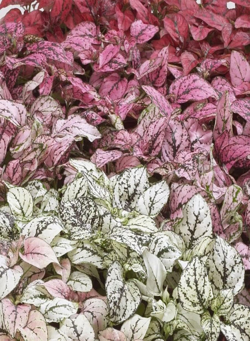 GGOOT Hypoestes Confetti Mix 20+ Seeds - Image 4