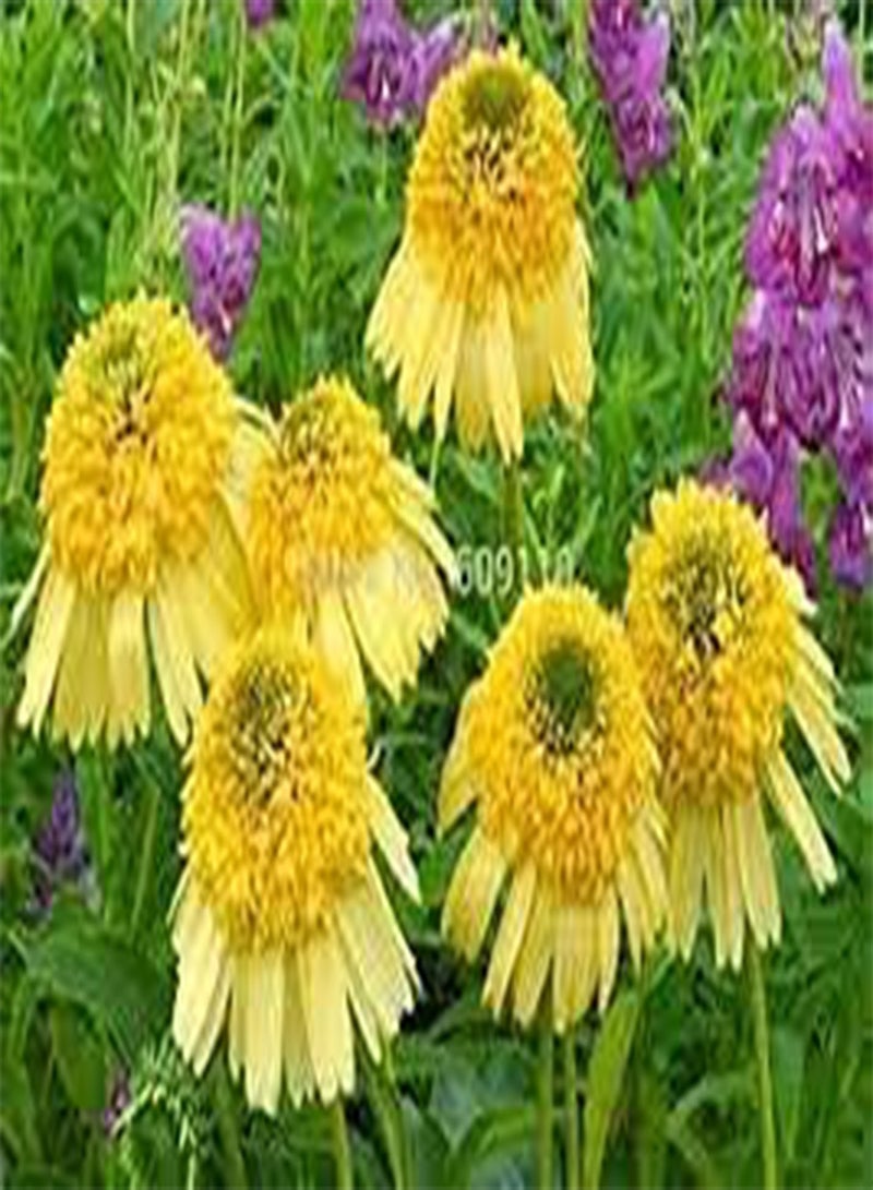 جي جوت 20 قطعة من بذور زهرة الكركديه ذات اللون الأرجواني