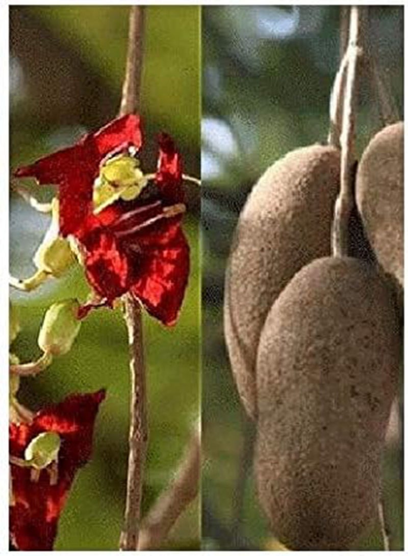 Sausage Tree (Kigelia pinnata/africana) - 10 Seeds - Africa