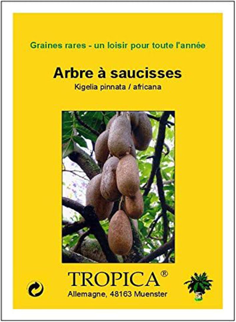 Sausage Tree (Kigelia pinnata/africana) - 10 Seeds - Africa