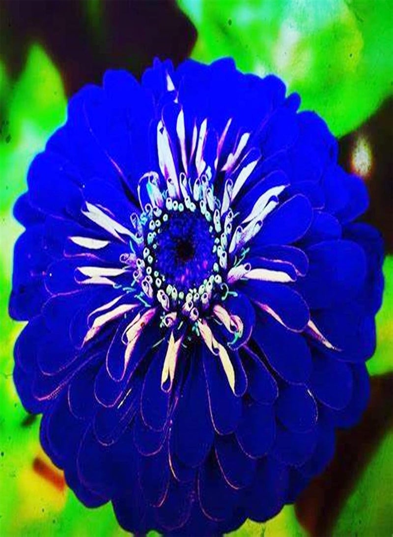 GGOOT Perennial Plants/Extraordinary Flowers/Can be Planted All Year Round/Long Flowering Period/Dahlia seeds-75 PCS,a