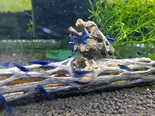 SoShrimp Natural Cholla Wood for Aquarium Decoration Shrimp and Fish Tank (4 Inch (3 Pack)) - Image 4