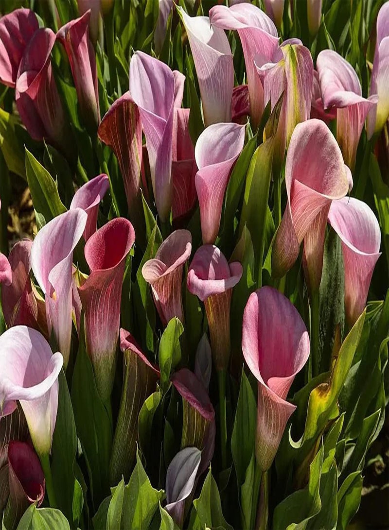 GGOOT 3pcs Gemengde Kleur Calla Lelie Bollen Enkele Plant Groot Gebied Planten Effect Goed Maken Omringende Omgeving Mooiere Calla Bollen - Image 2