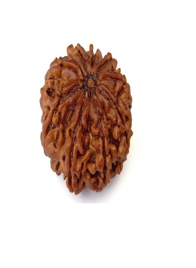 Certified Gems 9 Mukhi Rudraksha Original Certified with Pendant 9 Face Rudraksha Original Nine Mukhi oddess 9 Durga Maa 9 मुखी रुद्राक्ष नेपाली ओरिजनल 9 Mukhi Nepali Rudraksha by Certified Gems - Image 5