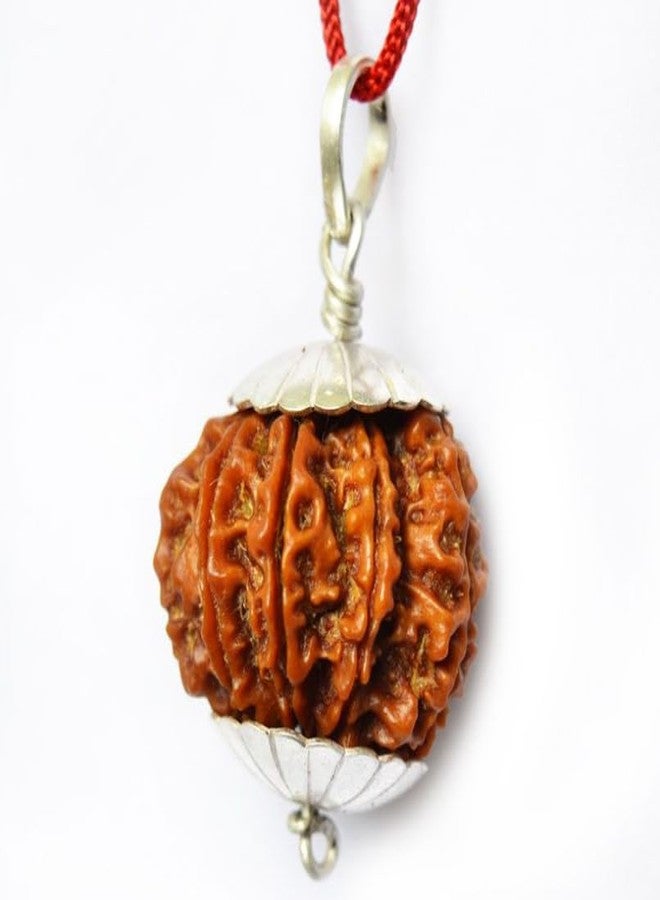 Certified Gems 9 Mukhi Rudraksha Original Certified with Pendant 9 Face Rudraksha Original Nine Mukhi oddess 9 Durga Maa 9 मुखी रुद्राक्ष नेपाली ओरिजनल 9 Mukhi Nepali Rudraksha by Certified Gems - Image 3