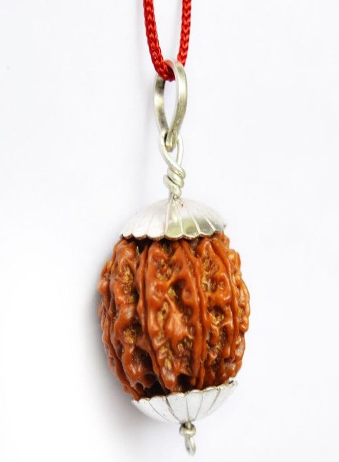 Certified Gems 9 Mukhi Rudraksha Original Certified with Pendant 9 Face Rudraksha Original Nine Mukhi oddess 9 Durga Maa 9 मुखी रुद्राक्ष नेपाली ओरिजनल 9 Mukhi Nepali Rudraksha by Certified Gems - Image 2