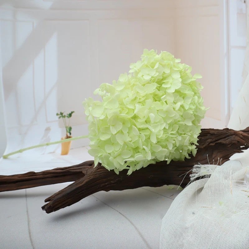 Bluejw Real Touch Dried Flowers Bouquet with Preserved Hydrangea – Natural Dried Plants for Wedding & Home Decoration - Image 5