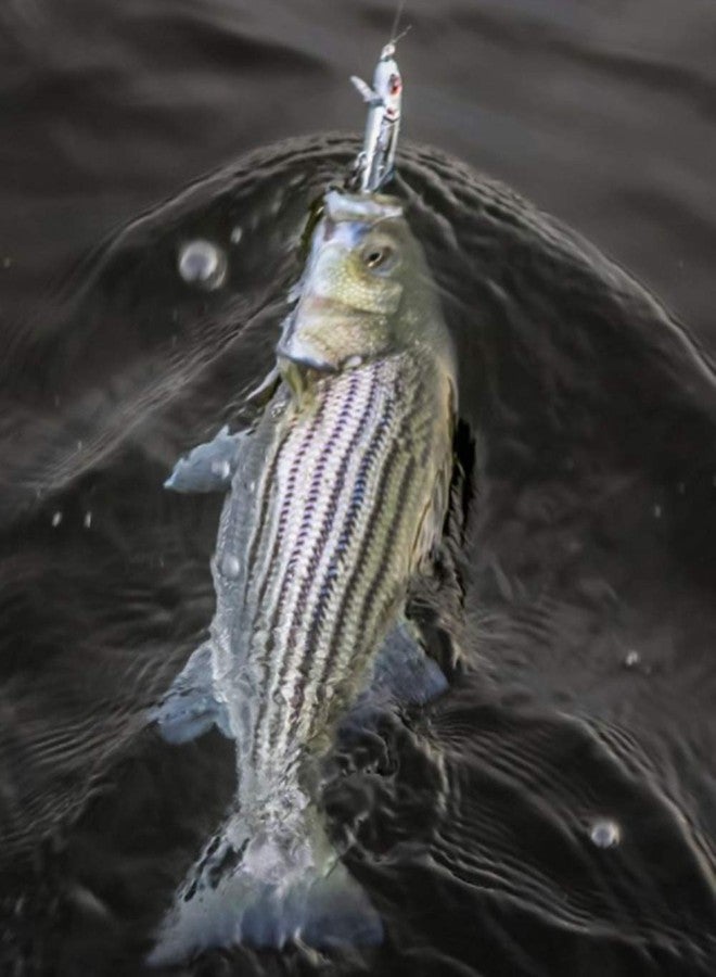 طعم صيد سمك صغير مفصلي من بومبر لورز، يُحدث موجة على شكل حرف V تجذب الأسماك، معدات وإكسسوارات صيد الأسماك في المياه العذبة، 5 3/8 بوصة، 3/8 أونصة، سمكة بلوفيش صغيرة - Image 2