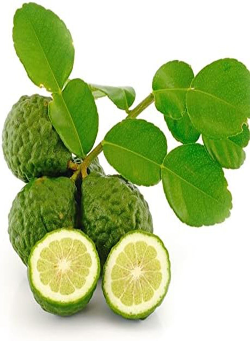 GGOOT Kaffir Lime Seeds Citrus Hystrix) 10 Fresh Seeds - Image 1