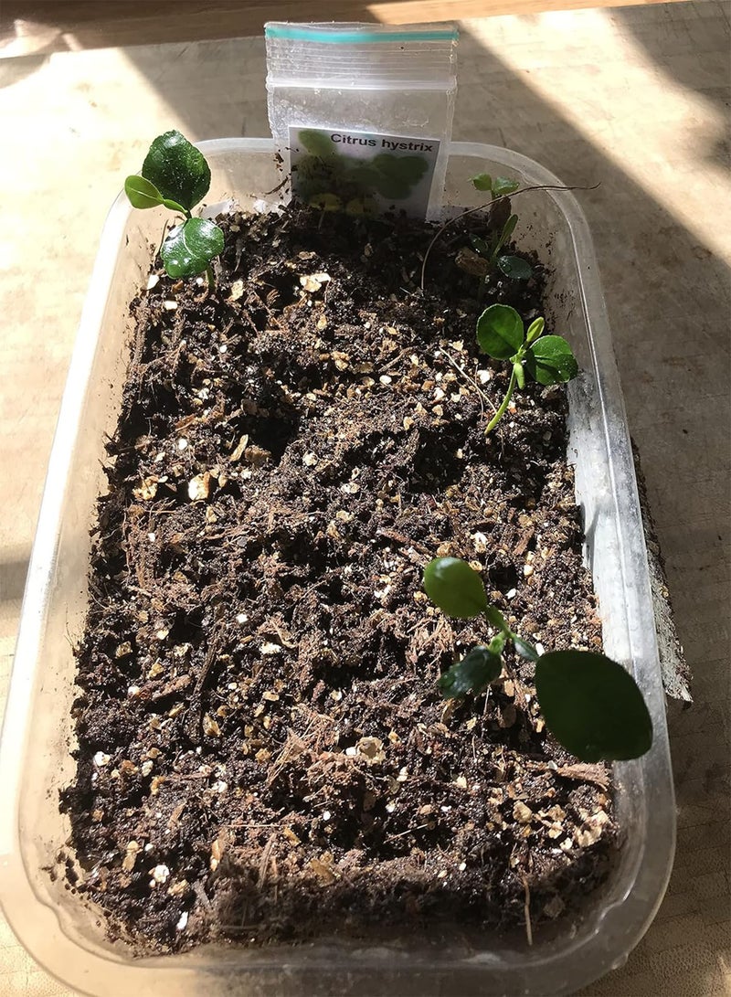 GGOOT Kaffir Lime Seeds Citrus Hystrix) 10 Fresh Seeds - Image 2