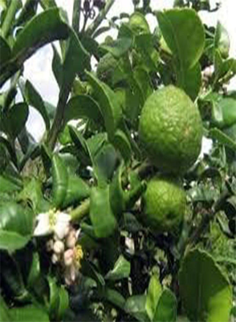 GGOOT Kaffir Lime Seeds Citrus Hystrix) 10 Fresh Seeds - Image 3