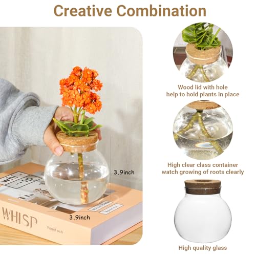 wangsdjy Plant Propagation StationHydroponic Terrarium VaseDesktop Glass Planter Stationfor HousesGarden Decorationsropagating Hydroponic PlantsCenterpiece OfficeHome Garden Decor 2 - Image 3