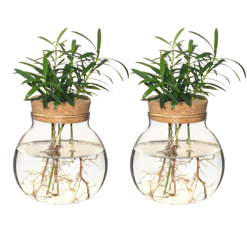 wangsdjy Plant Propagation StationHydroponic Terrarium VaseDesktop Glass Planter Stationfor HousesGarden Decorationsropagating Hydroponic PlantsCenterpiece OfficeHome Garden Decor 2 - Image 2