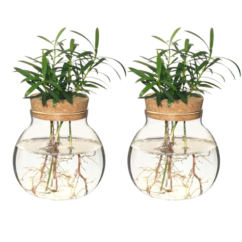 wangsdjy Plant Propagation StationHydroponic Terrarium VaseDesktop Glass Planter Stationfor HousesGarden Decorationsropagating Hydroponic PlantsCenterpiece OfficeHome Garden Decor 2 - Image 1
