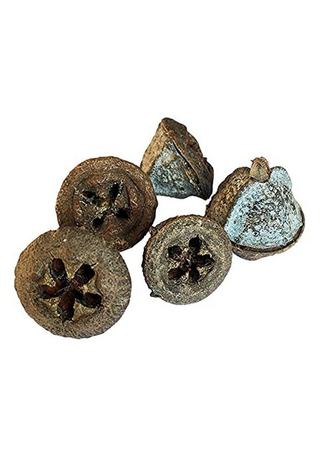 vinarghya - Eucalyptus Fruit Dried/Safeda/Nilgiri Phal/Tailpatra/Sugandhapatra/Neelagiri/Jamaoil/(?2_x0017_?0@ - 100g