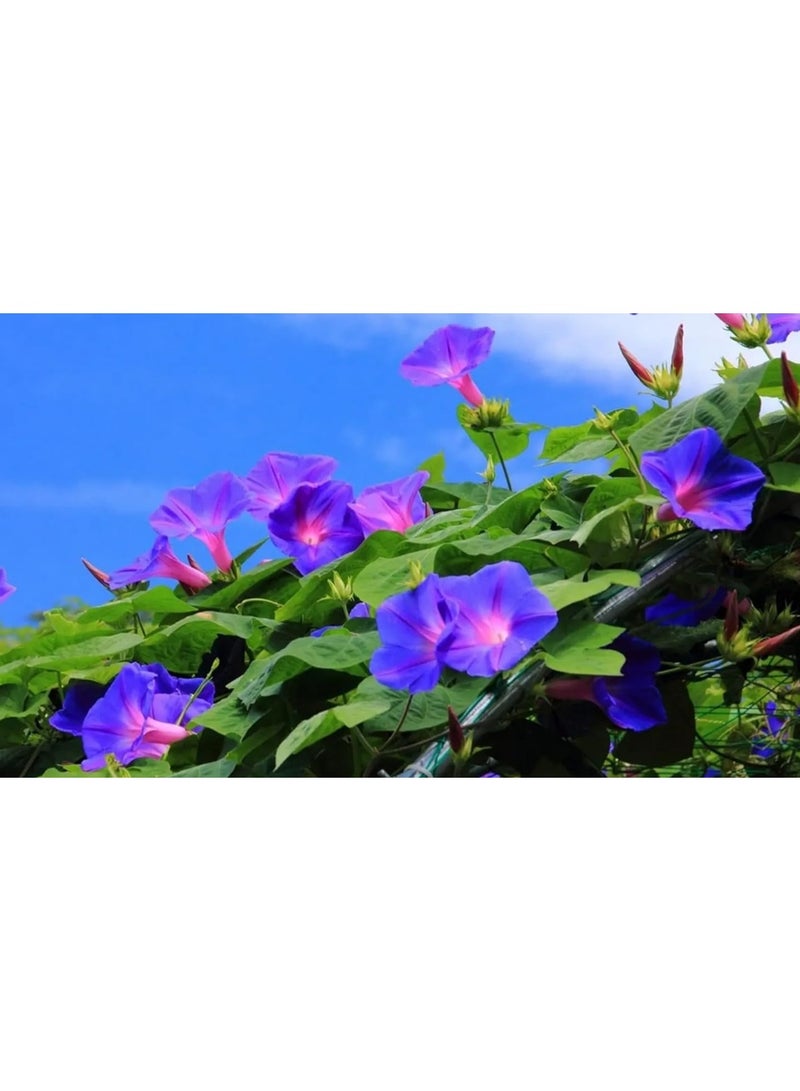 100 Pcs Morning Glory Seeds Climbing Morning Glory Mixed Color - Image 2