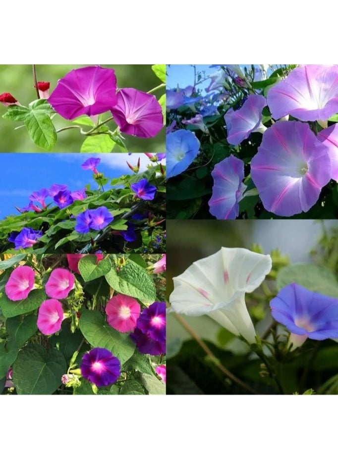 100 Pcs Morning Glory Seeds Climbing Morning Glory Mixed Color - Image 1