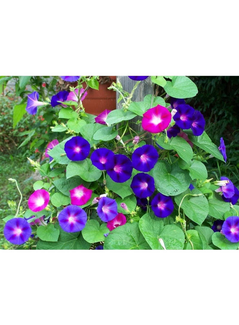 100 Pcs Morning Glory Seeds Climbing Morning Glory Mixed Color - Image 3
