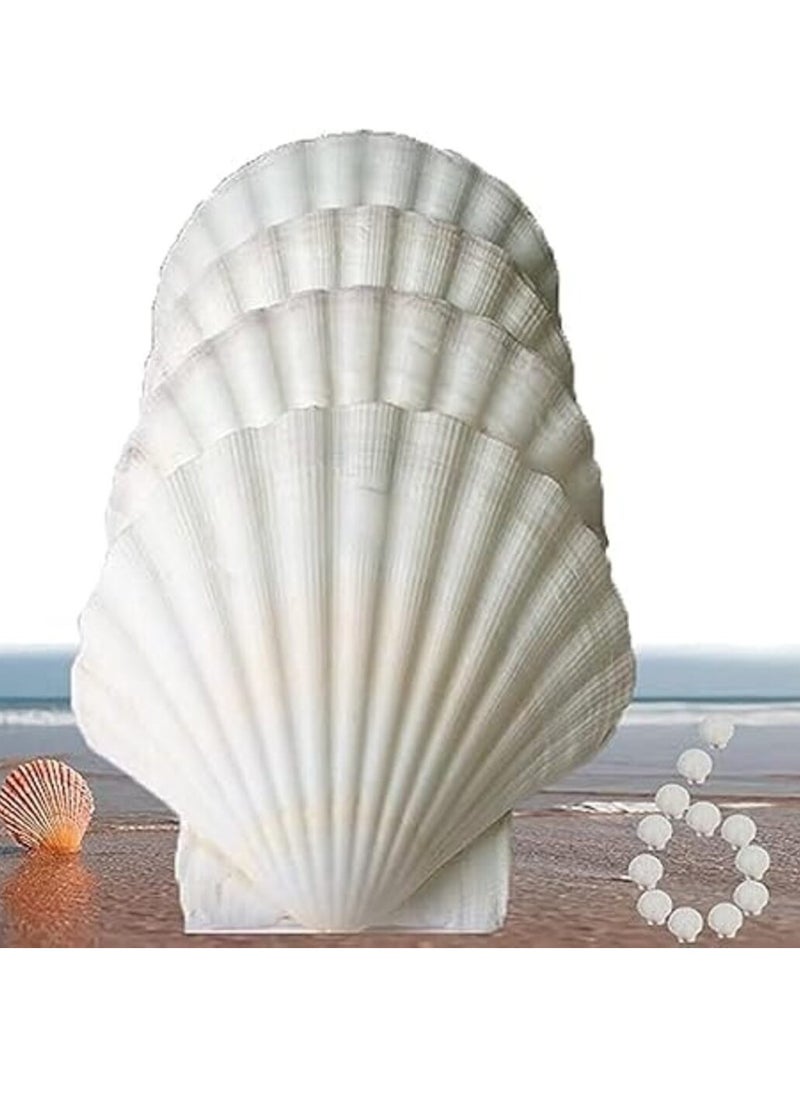 Sea Shells,6 pcs Crafts Decoration Crafting Scallop Shells, for Crafts DIY Painting Beaching Wedding Decoration, Beach Natural Scallop Shells Bulk