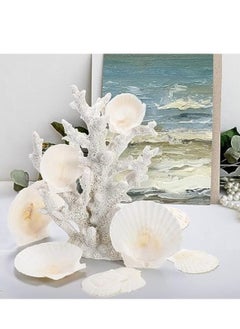 LYNLYN Sea Shells,6 pcs Crafts Decoration Crafting Scallop Shells, for Crafts DIY Painting Beaching Wedding Decoration, Beach Natural Scallop Shells Bulk  - Image 2
