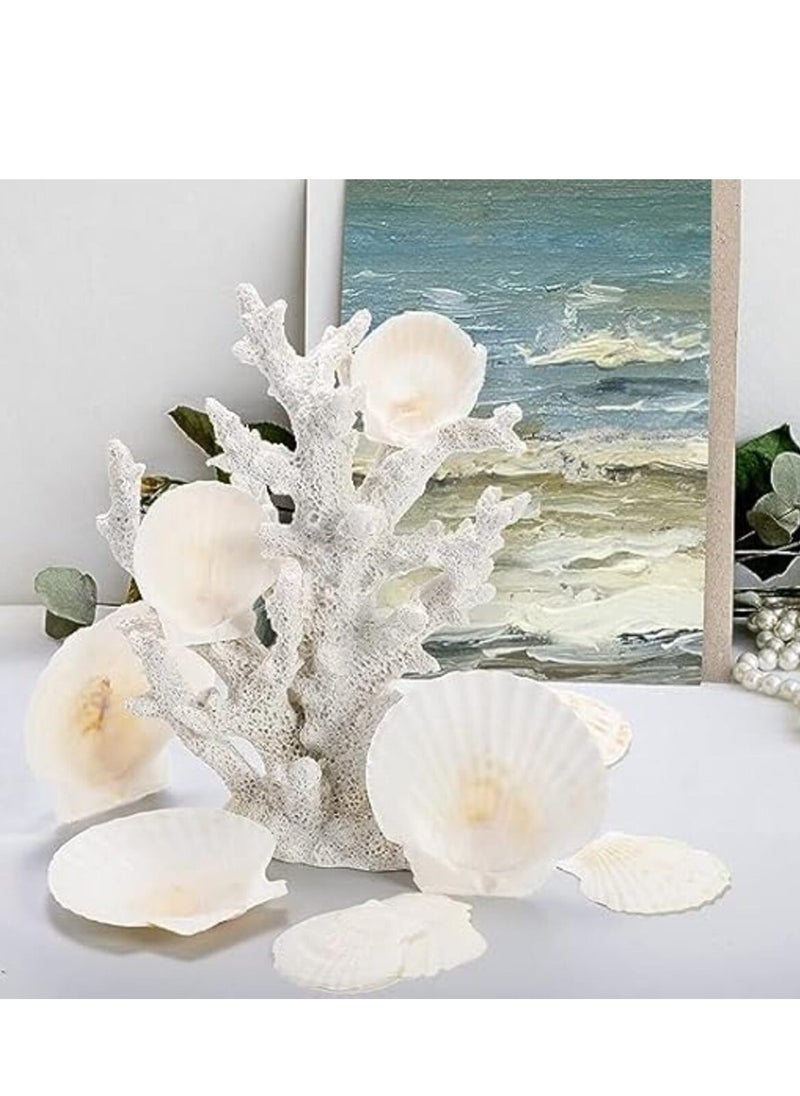 Sea Shells,6 pcs Crafts Decoration Crafting Scallop Shells, for Crafts DIY Painting Beaching Wedding Decoration, Beach Natural Scallop Shells Bulk