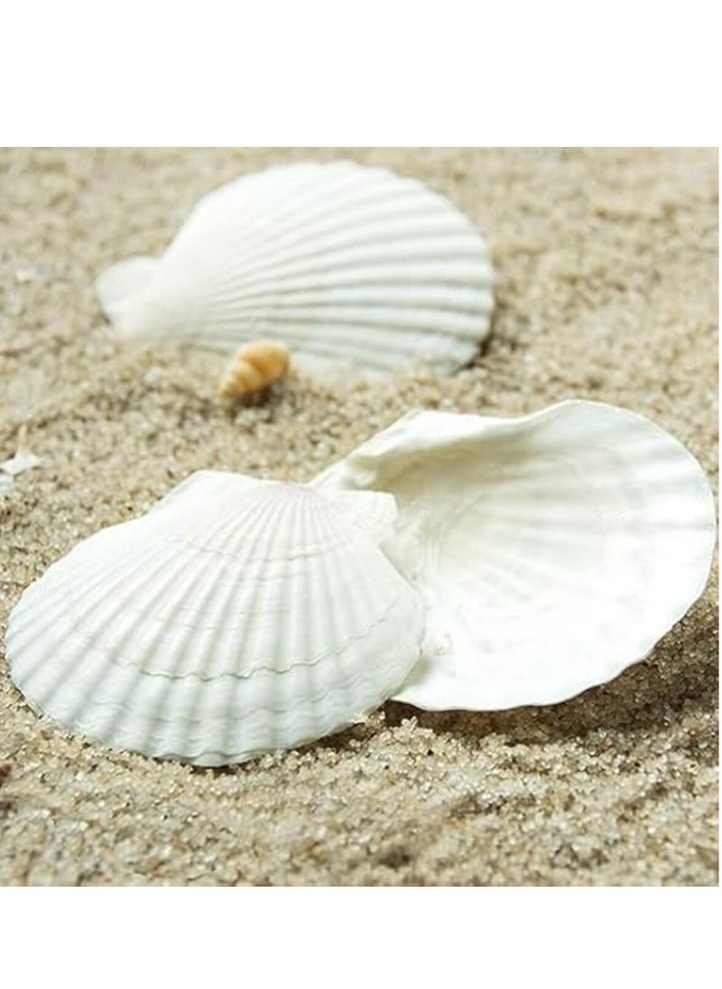 Sea Shells,6 pcs Crafts Decoration Crafting Scallop Shells, for Crafts DIY Painting Beaching Wedding Decoration, Beach Natural Scallop Shells Bulk