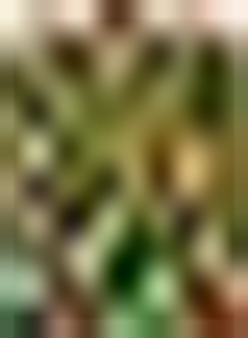 جي جوت 500 قطعة من بذور السيلوسيا الحمراء المستخدمة في تصميم أحواض الزهور وتكوين أحواض الزهور وزخارف عتبة النافذة وزراعة صغيرة الصعوبة والتشغيل البسيط - Image 2