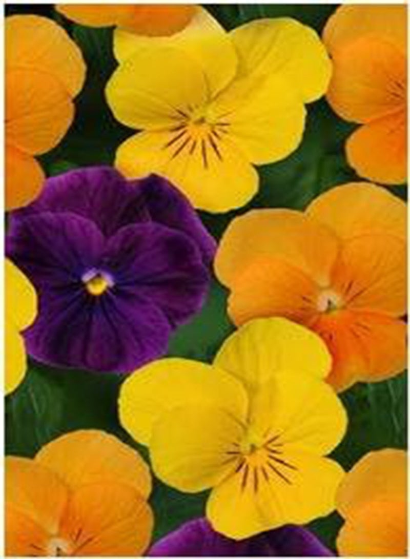 جي جوت مزيج حصاد سوربيه فيولا إكس بي، 100 بذرة