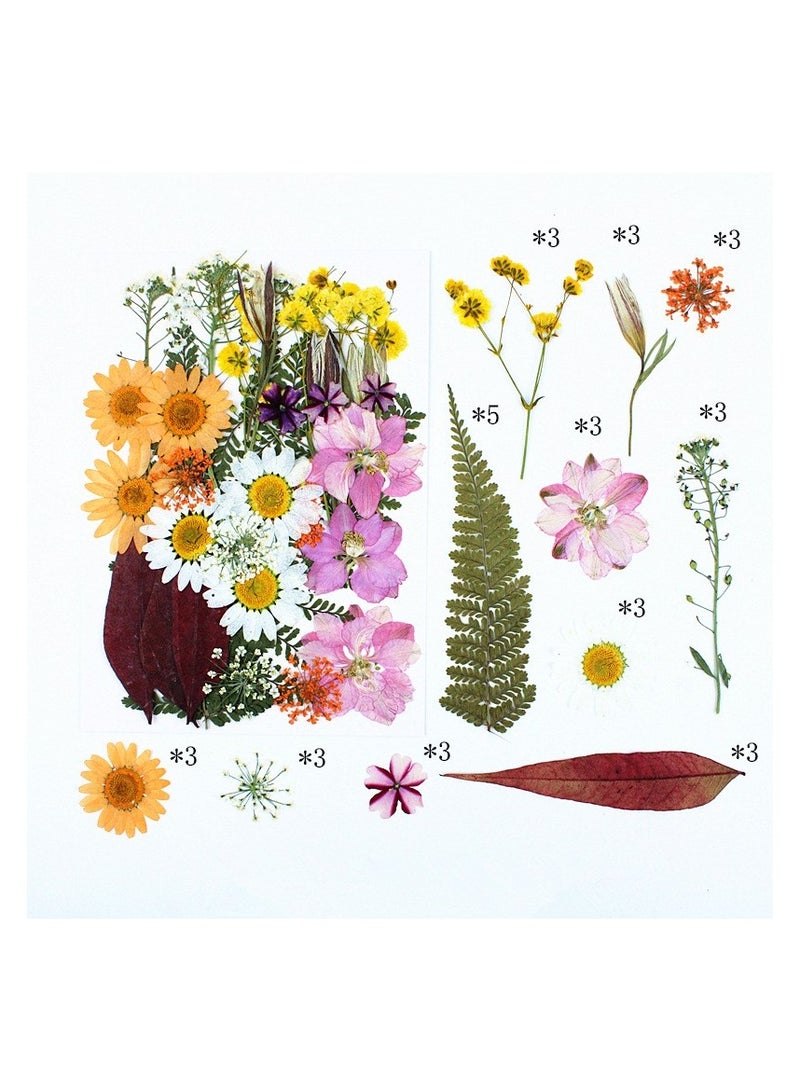 VIUAUAX 35 قطعة من الزهور المجففة المضغوطة المجففة للراتنج، مجموعة أعشاب طبيعية مجففة من الزهور الحقيقية المضغوطة ذات الأوراق الجافة بكميات كبيرة لصناعة فنون سكرابوكينغ للأعمال اليدوية اليدوية وقوالب المجوهرات المصنوعة من راتنجات الإيبوكسي والشموع وصناعة الصابون وديكور الأظافر - Image 1