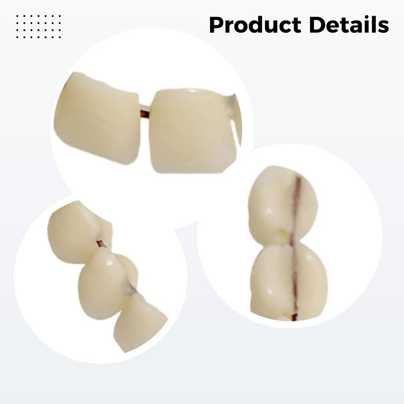 Realistic Plastic Denture, 2.2 X 1.8 in, Plastic False Teeth with Double Row, Teaching Model for Complete Denture, Dental Supply Accessories - Image 2