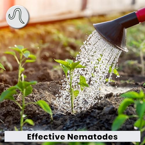 The Environmental Factor عامل البيئة لمنتج بوبير للتحكم في الحشرات العضوية. التحكم البيولوجي في الآفات باستخدام النيماتودا ذات الإفراز البطيء ليرقات ذبابة الفطر، والمن الجذري، وثربس الزهور الغربي في الحاويات - 50 كيسًا - Image 5