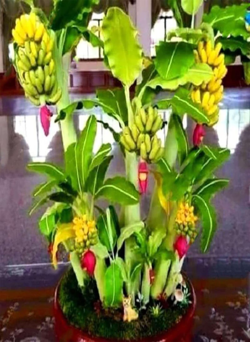 جي جوت 300 قطعة/حقيبة من بذور شجرة الموز القزمة سريعة النمو، صالحة للأكل، غزيرة الإنتاج، لذيذة ومغذية، بذور شجرة الموز الصغيرة للحديقة، صفراء - Image 4