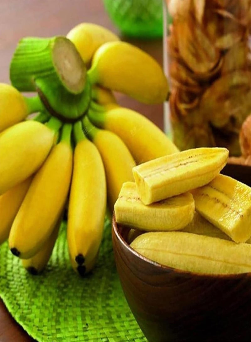 جي جوت 300 قطعة/حقيبة من بذور شجرة الموز القزمة سريعة النمو، صالحة للأكل، غزيرة الإنتاج، لذيذة ومغذية، بذور شجرة الموز الصغيرة للحديقة، صفراء - Image 2