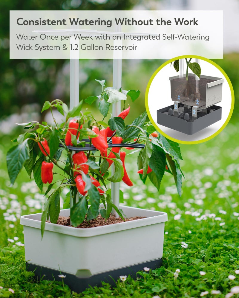 BUZZY Seeds Charly Chili Self-Watering Planter with Vertical Trellis â€“ 1.2 Gal Reservoir, Large Capacity Planter for Chili Peppers, Bell Peppers & Eggplants (Grey) - Image 4