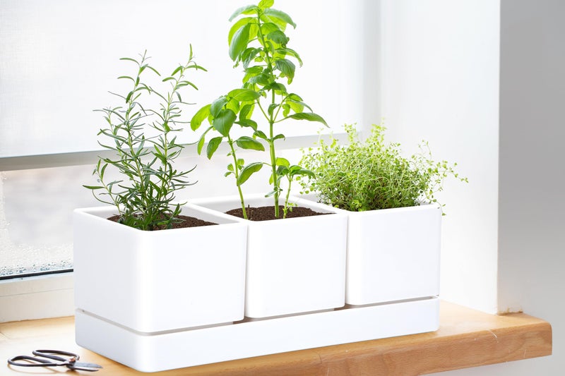D'vine Dev Herb Garden Planter Set, Plastic Plant Pots with Drainage and Saucer, Indoor Succulent Cactus Vegetable Pot for Windowsill, Garden Balcony, White, Set of 1, 76-V-A-1 - Image 4