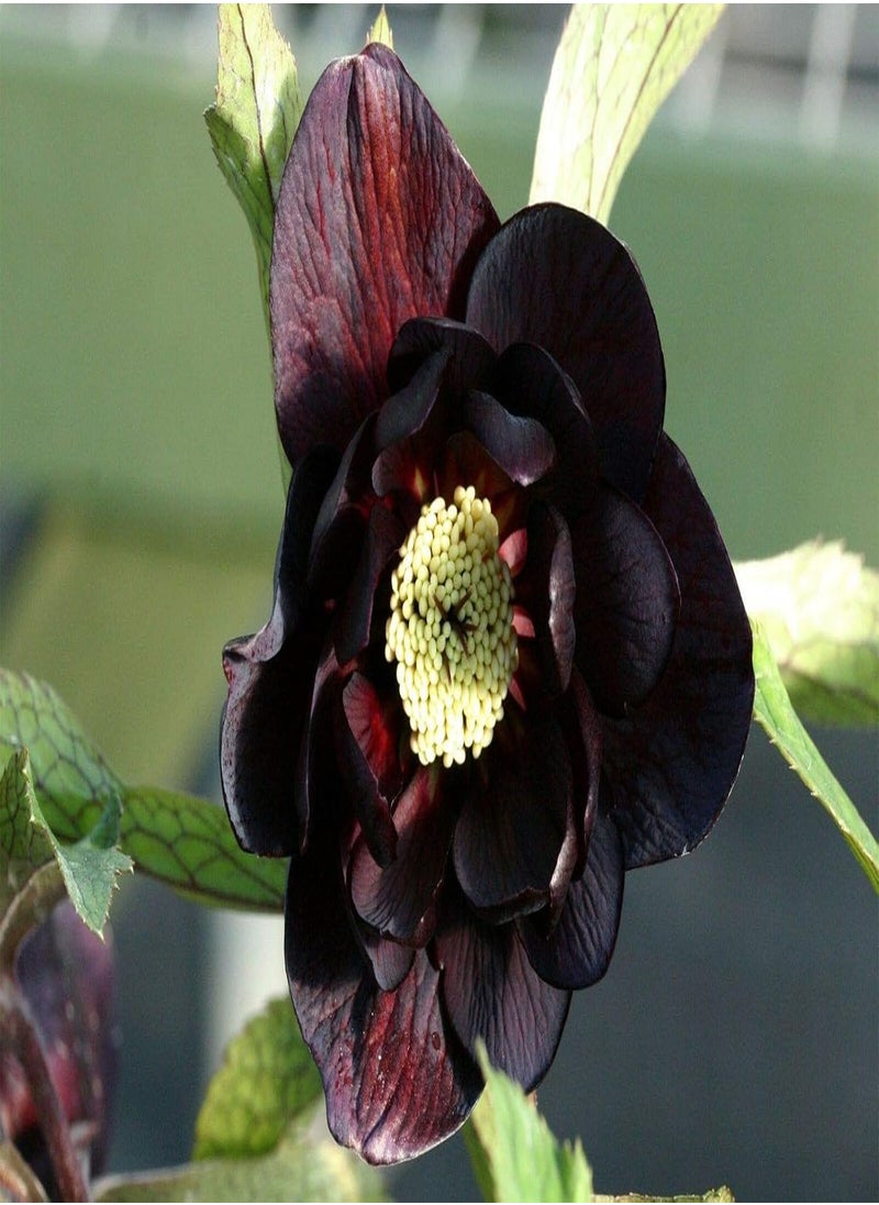 GGOOT Helleborus Helleborus Orientalis Black Double A 9 cm Pot  - Image 2