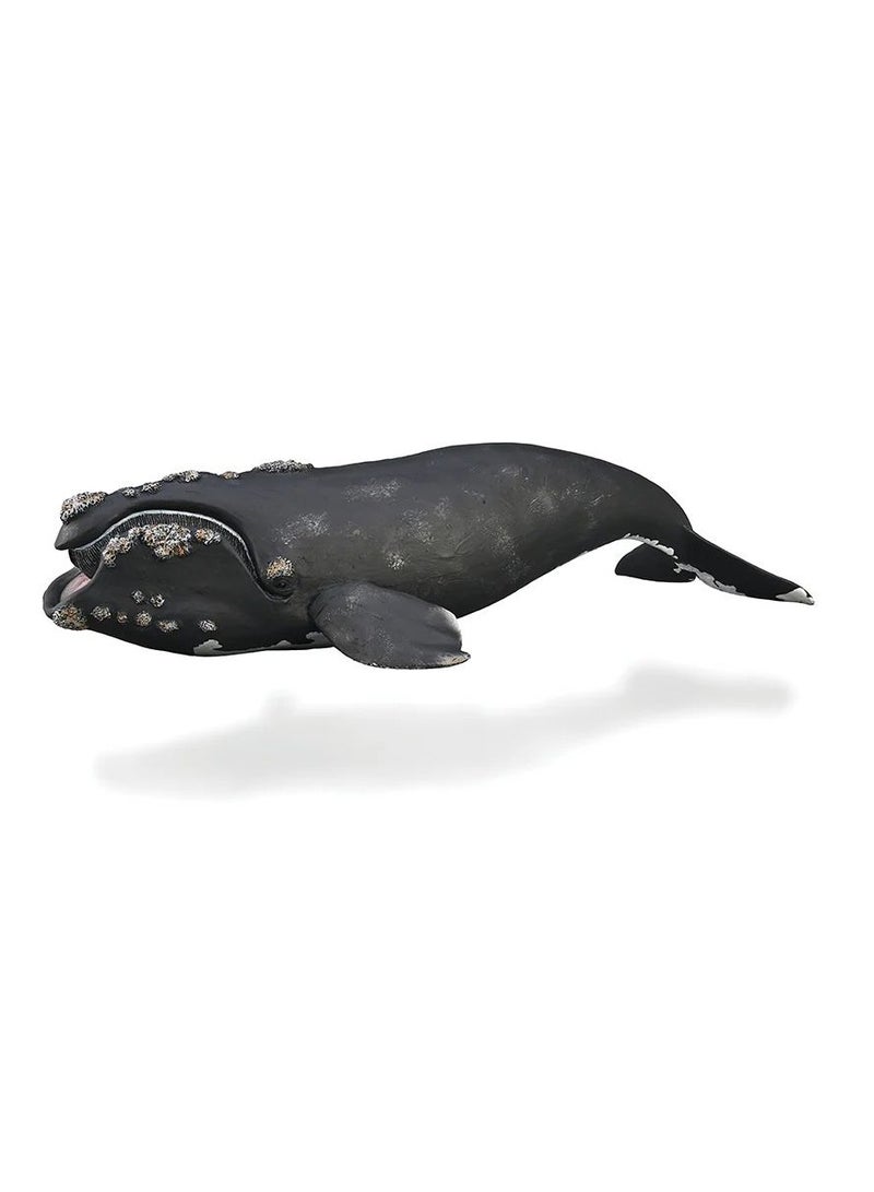 Collecta - Right Whale - 88740