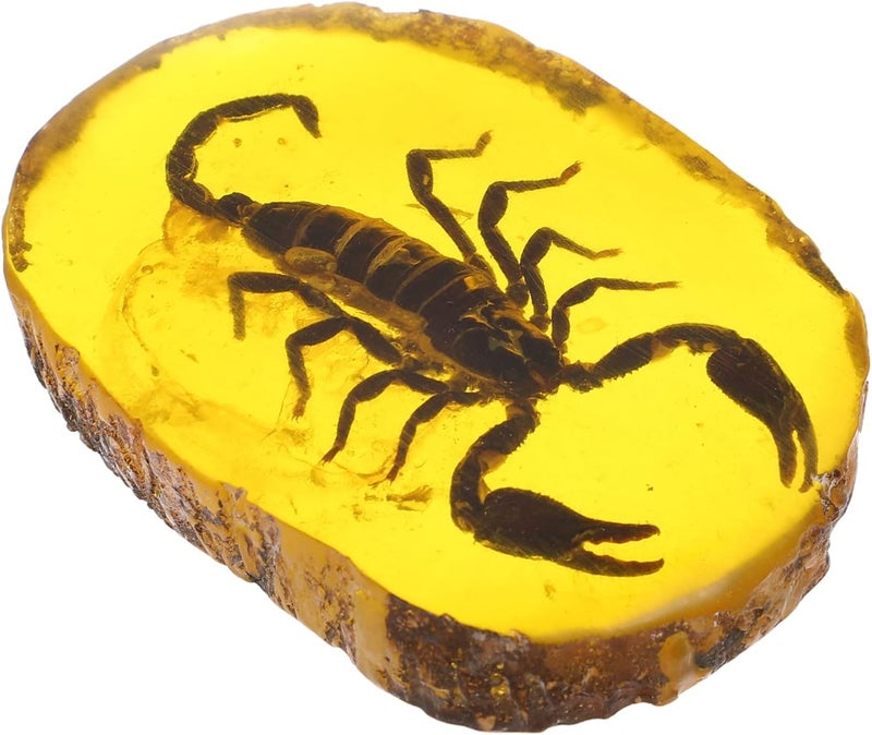 comfrt Amber Fossil with Insects Samples: Amber Insect Specimen Set Crystal Scorpion Specimens Home Decorations Collection Pendant Amber Stone Ornament - Image 1