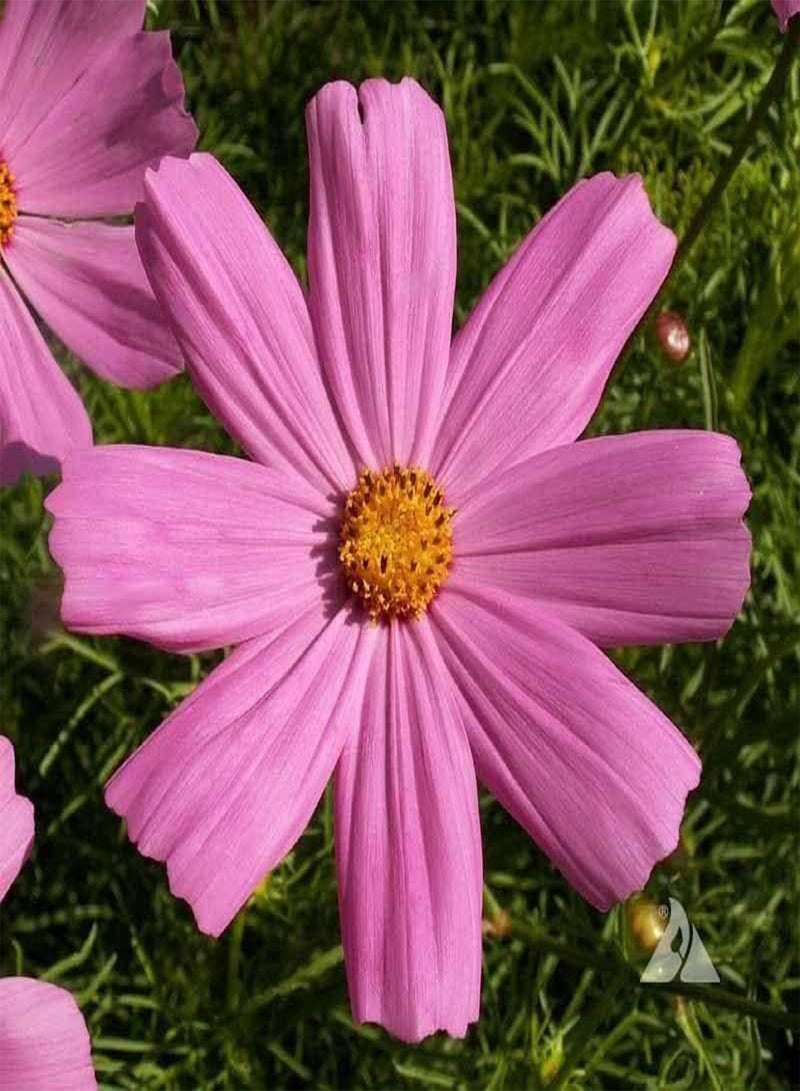 GGOOT Wildflower Seed Shaker Twin Pack Butterfly and Bee Attracting Naturalising Wild Flower Easy to Grow 2 Pack. Ideal to Help Save Our Pollinators Cover up to 50 m2, 2 Packets  - Image 4