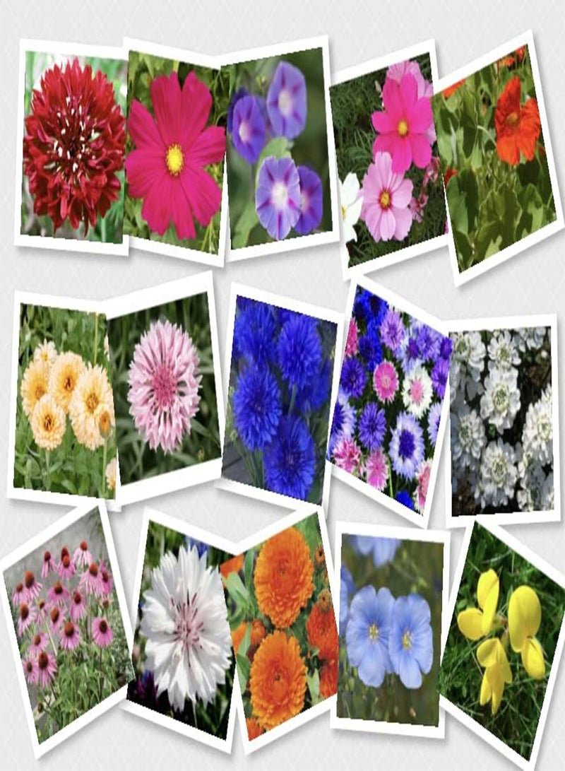 GGOOT Wildflower Seed Shaker Twin Pack Butterfly and Bee Attracting Naturalising Wild Flower Easy to Grow 2 Pack. Ideal to Help Save Our Pollinators Cover up to 50 m2, 2 Packets  - Image 3