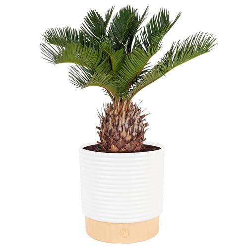 Costa Farms Live Sago Palm, Easy to Grow Live Indoor Plant, Houseplant in Plant Pot, Home and Room Decor, 1 Foot Tall - Image 1