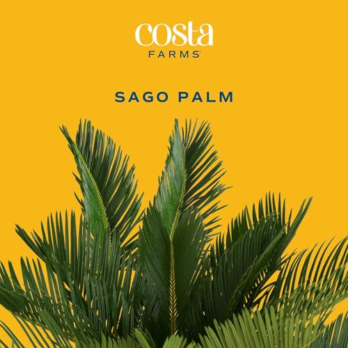 Costa Farms Live Sago Palm, Easy to Grow Live Indoor Plant, Houseplant in Plant Pot, Home and Room Decor, 1 Foot Tall - Image 3