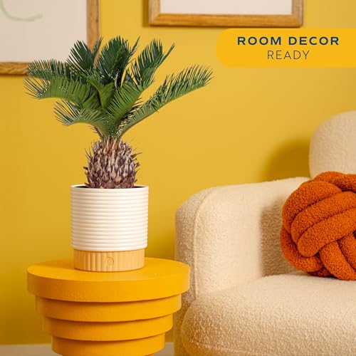 Costa Farms Live Sago Palm, Easy to Grow Live Indoor Plant, Houseplant in Plant Pot, Home and Room Decor, 1 Foot Tall - Image 2