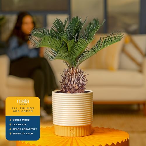 Costa Farms Live Sago Palm, Easy to Grow Live Indoor Plant, Houseplant in Plant Pot, Home and Room Decor, 1 Foot Tall - Image 4