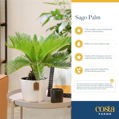 Costa Farms Live Sago Palm, Easy to Grow Live Indoor Plant, Houseplant in Plant Pot, Home and Room Decor, 1 Foot Tall - Image 5
