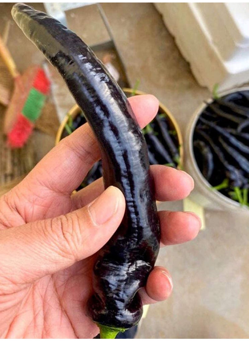 GGOOT 150pcs Pepper Seeds Pure Natural Super Vegetable Seed Non-GMO Vegetables Seeds Flower Seeds Fruit Seeds  - Image 2