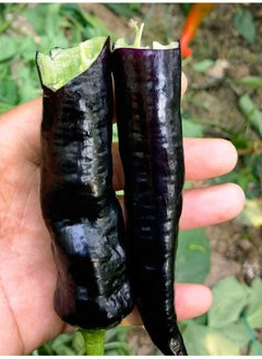 GGOOT 150pcs Pepper Seeds Pure Natural Super Vegetable Seed Non-GMO Vegetables Seeds Flower Seeds Fruit Seeds  - Image 1