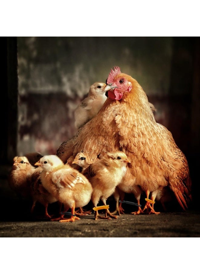 مجموعة من 20 رباطًا لتصحيح أرجل الكتاكيت، دعامة لعلاج تباعد الأرجل والعرج مع دعامة مباعدة، مناسبة للكتاكيت والسمان والبط - Image 5